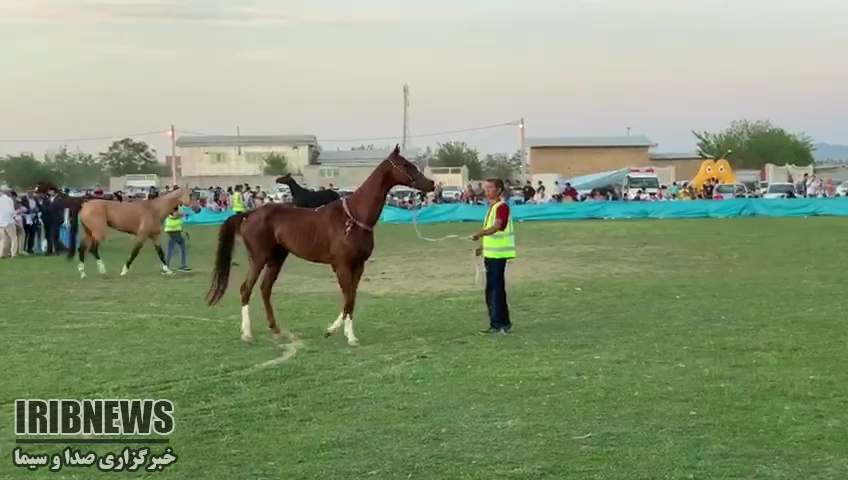 اسب الماس نادر از طبس، در جرگه زیباترین اسبهای ترکمن کشور