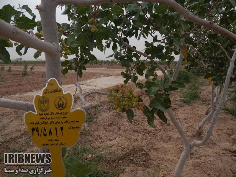 پلاک کوبی 1129 اصله درخت در زکات شجره طیبه