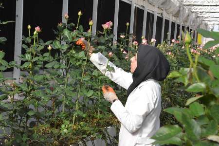 مشغول به کار شدن 117 مددجوی بهزیستی مشغول به کار شدن 117 مددجوی بهزیستی