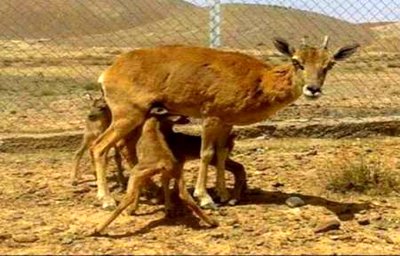 آغاز تولد بره وحش‌ها در منطقه حفاظت شده ی باقران بیرجند
