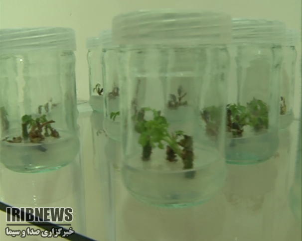 تجاری سازی طرح کشتِ بافت موز در  سیستان و بلوچستان