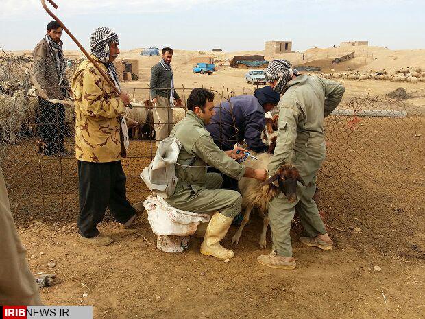 مایه کوبی رایگان 371 هزار راس دام سبک در گیلانغرب علیه تب برفکی مایه کوبی رایگان 371 هزار راس دام سبک در گیلانغرب علیه تب برفکی