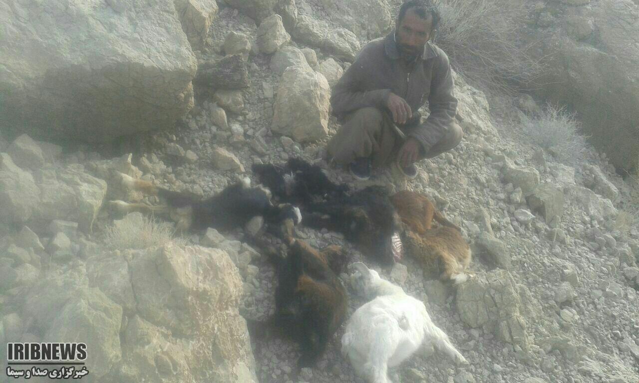 تلف شدن 27 راس گوسفند در حمله دو پلنگ در قلعه گنج