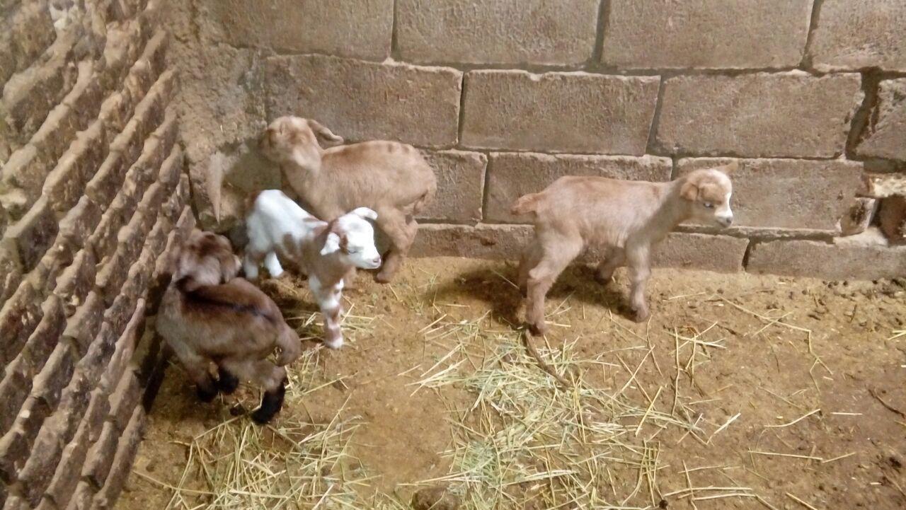 تولد بزغاله های حاصل از تلقیح مصنوعی