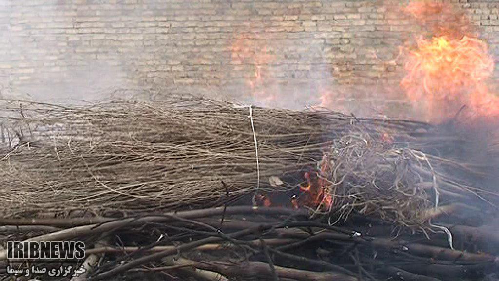 امحاء 2200 اصله نهال آلوده در شهرستان بافت امحاء 2200 اصله نهال آلوده در شهرستان بافت