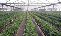 تولید 9 هزار تن محصولات گلخانه ای در خراسان جنوبی