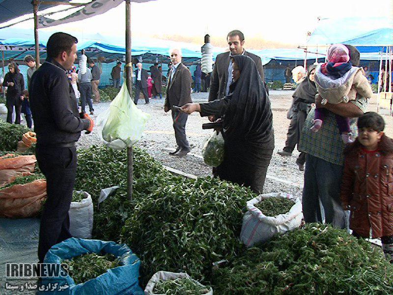 برداشت گیاهان خوراکی از مراتع همدان منعی ندارد