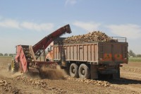 برداشت چغندر قند از امروز در شمال استان خوزستان  آغاز شد