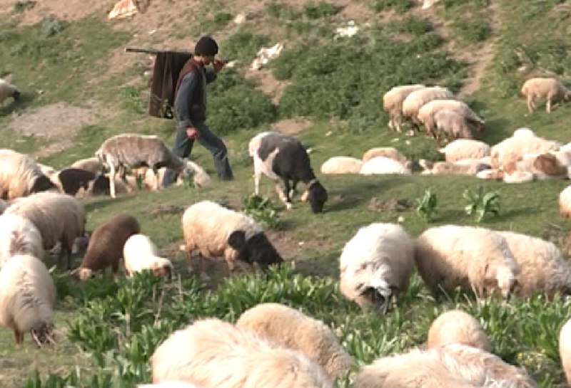 آغاز کوچ بهاره دامداران گیلانی