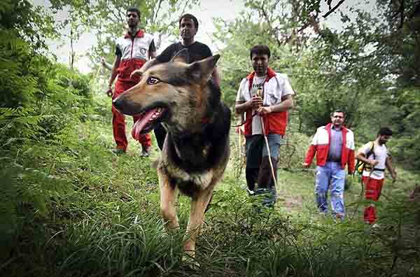 پیداشدن 10 گمشده در جنگل سوادکوه پیداشدن 10 گمشده در جنگل سوادکوه