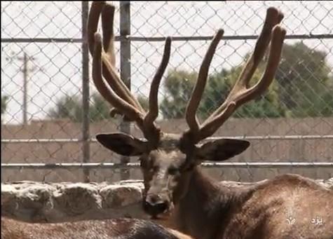 موفق ترین مرکز تکثیرو پرورش آهو در کشور