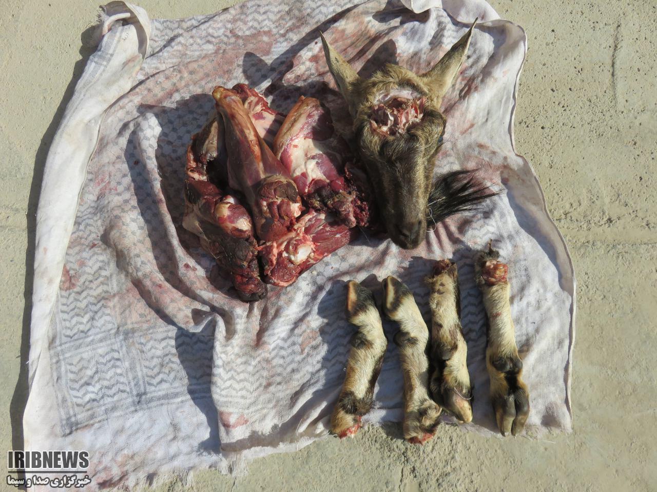 کشف لاشه یک رأس کل وحشی در طبس