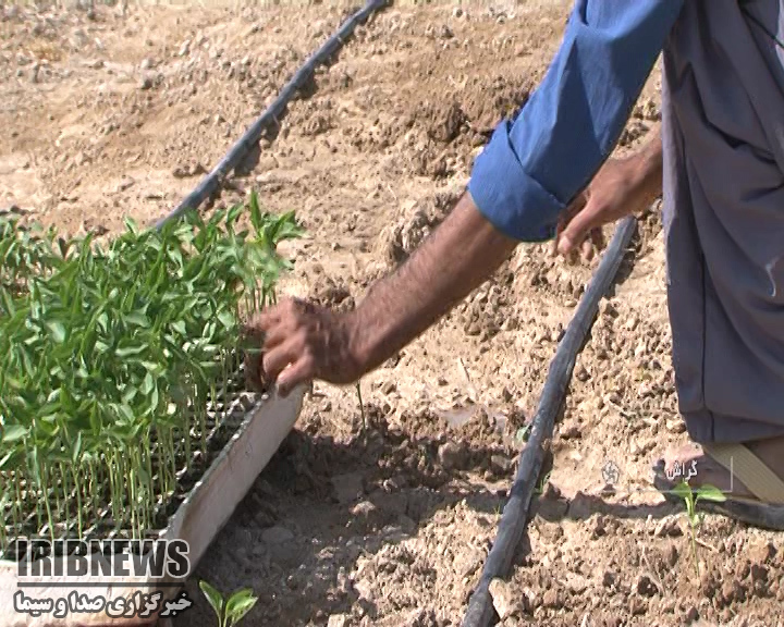کشت مکانیزه نشا در گراش
