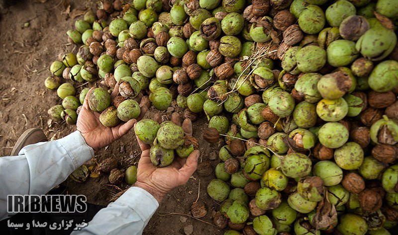پیش بینی برداشت 770 تن گردو از باغات مهاباد پیش بینی برداشت 770 تن گردو از باغات مهاباد