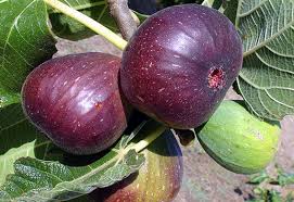 جشنواره انجیر در روستای دوسیران کازرون