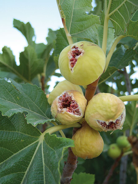 تلاش برای ثبت جهانی انجیر استهبان تلاش برای ثبت جهانی انجیر استهبان