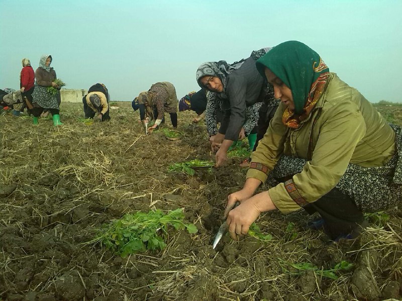 کشت کلزا نخستین بار به صورت نشا در گلوگاه