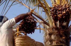 ثمر دهی 22 رقم نخل در لارستان ثمر دهی 22 رقم نخل در لارستان