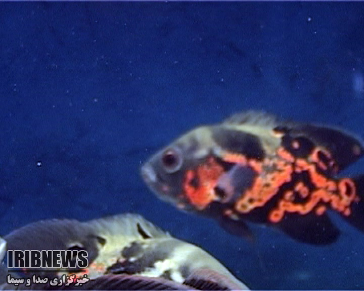 صدور انواع ماهی زینتی از چهارمحال و بختیاری به خارج از کشور