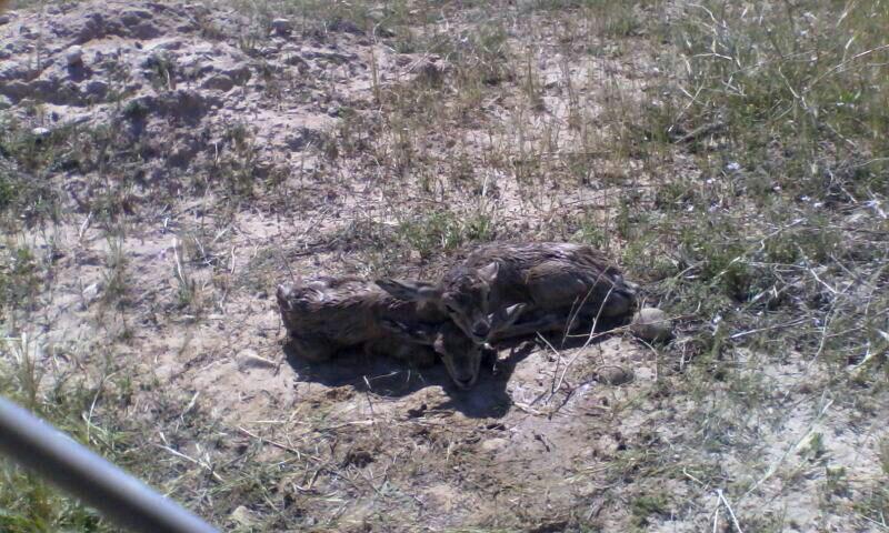 تولد نخستین جفت بره آهو رها سازی شده در دیمه رامهرمز