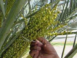 آغاز گرده افشانی نخلها در بم