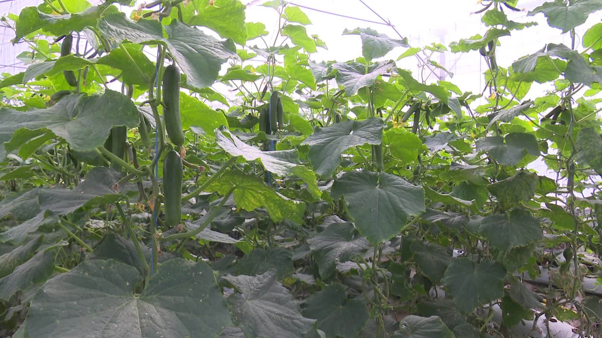 خیار،87 درصد تولیدات گلخانه ای خراسان جنوبی