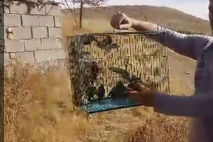 نذر محیط زیستی با رها سازی 30 قطعه سهره طلایی