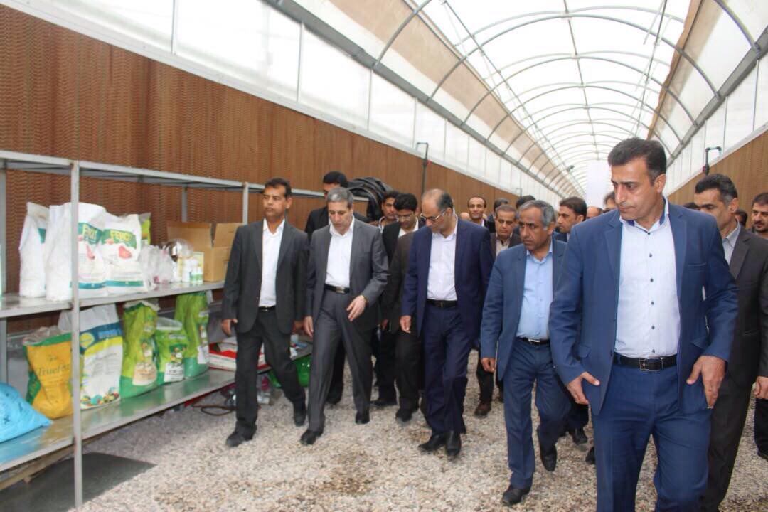 افتتاح یک واحد کشت گلخانه‌ای با اعتبار 8 میلیارد ریال در بردخون