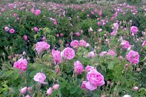 آغاز برداشت گل محمدی در نیاسر