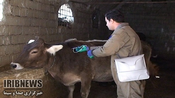 مایه کوبی 249 هزار راس دام سبک علیه بیماری آبله ، زنجان مایه کوبی 249 هزار راس دام سبک علیه بیماری آبله ، زنجان