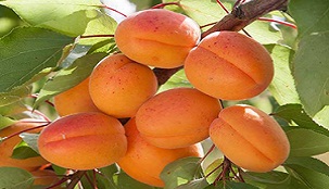 برداشت زردآلو ازباغات چهارمحال و بختیاری