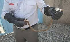 گرمای هوا مارها را به منازل کشاند