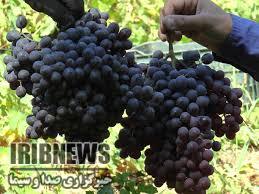 پیش بینی 55 میلیارد تومان درآمد برای تولید انگور سیاه در کردستان