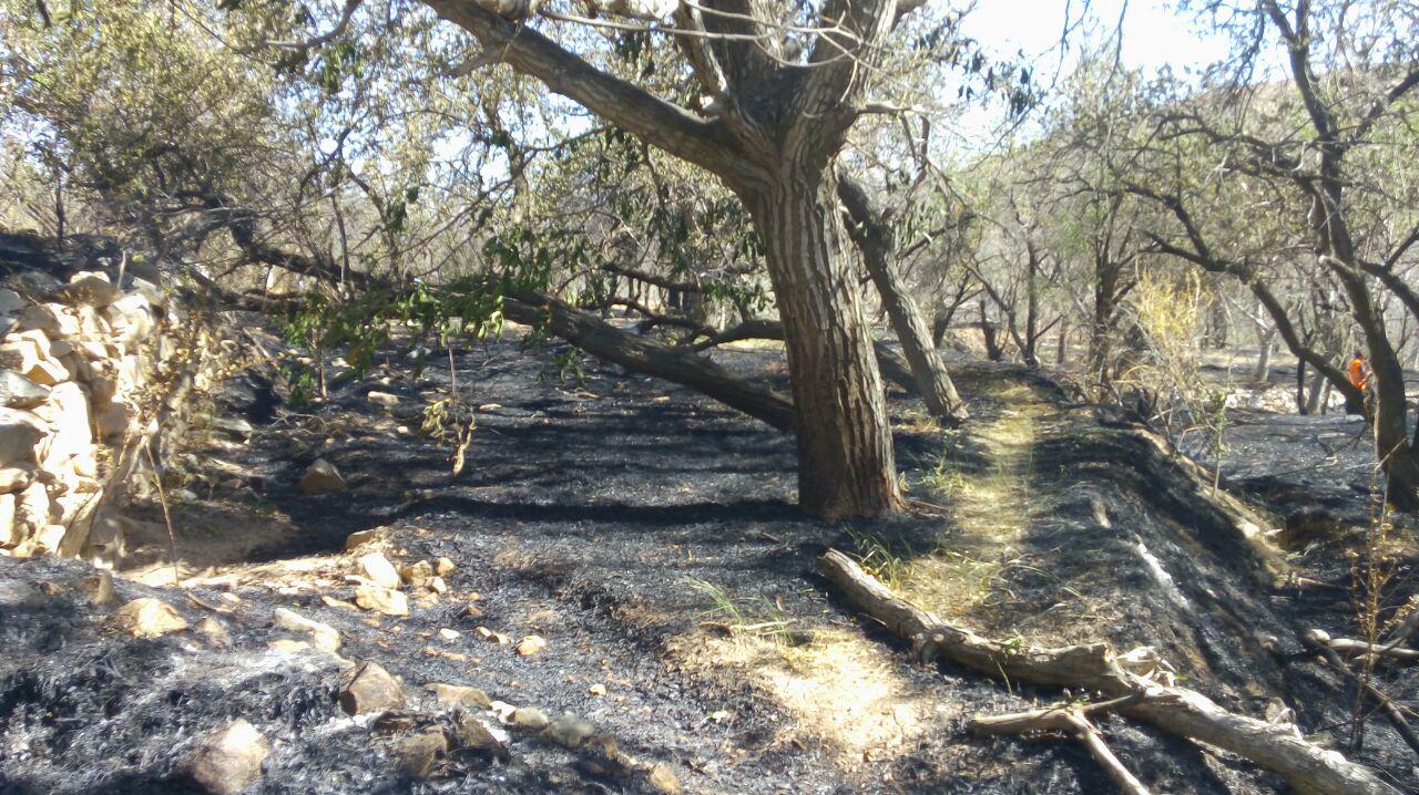 بیداخوید طعمه حریق شد