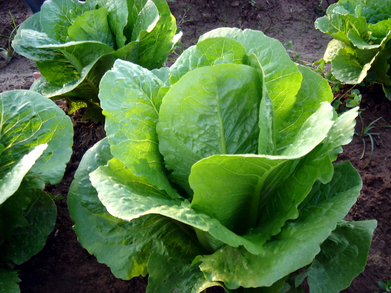 برداشت محصول کاهو و کلم در شوش