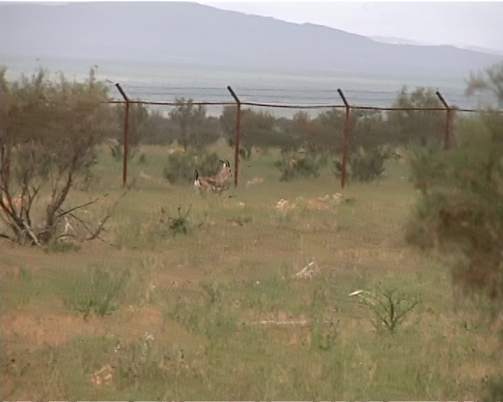 تولد 6 بره آهو از ابتدای سال در سایت تکثیر شاسکوه