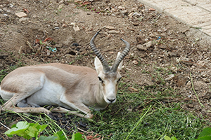 کشف آهوی زنده از منزلی در شهرستان فریدن