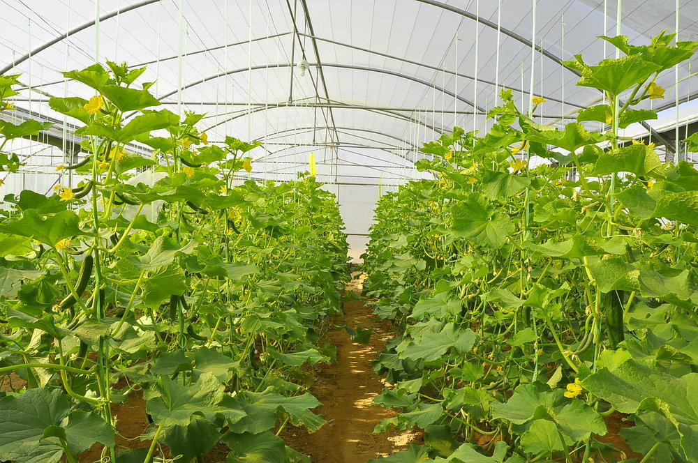 تولید 4 هزار تن محصول گلخانه ای در خراسان جنوبی