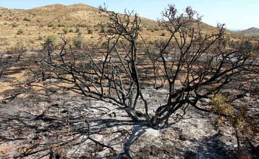 اتش به جان جنگلهای بافت افتاد اتش به جان جنگلهای بافت افتاد