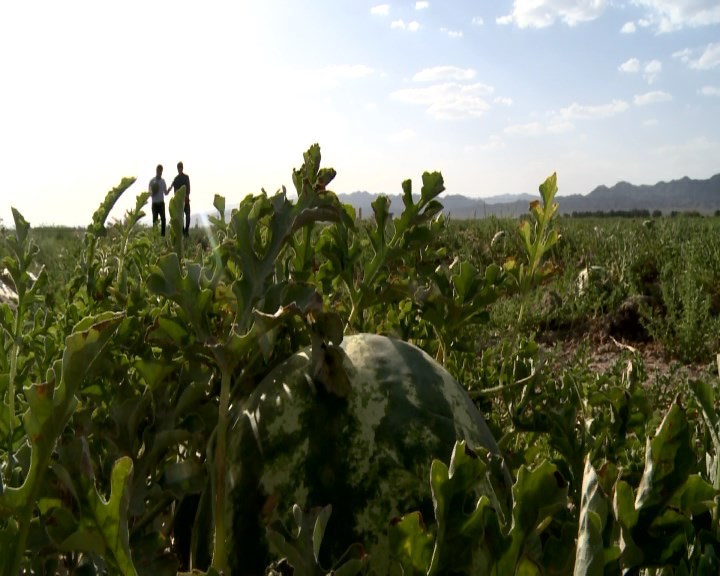 آغاز برداشت هندوانه از جالیزهای خراسان جنوبی