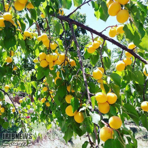 برداشت زردآلو از هزار و 82 هکتار باغ خراسان شمالی برداشت زردآلو از هزار و 82 هکتار باغ خراسان شمالی