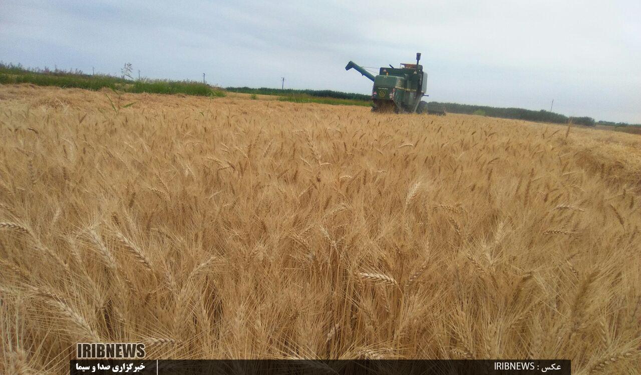 خرید 422 هزار تن گندم مازاد در استان اردبیل