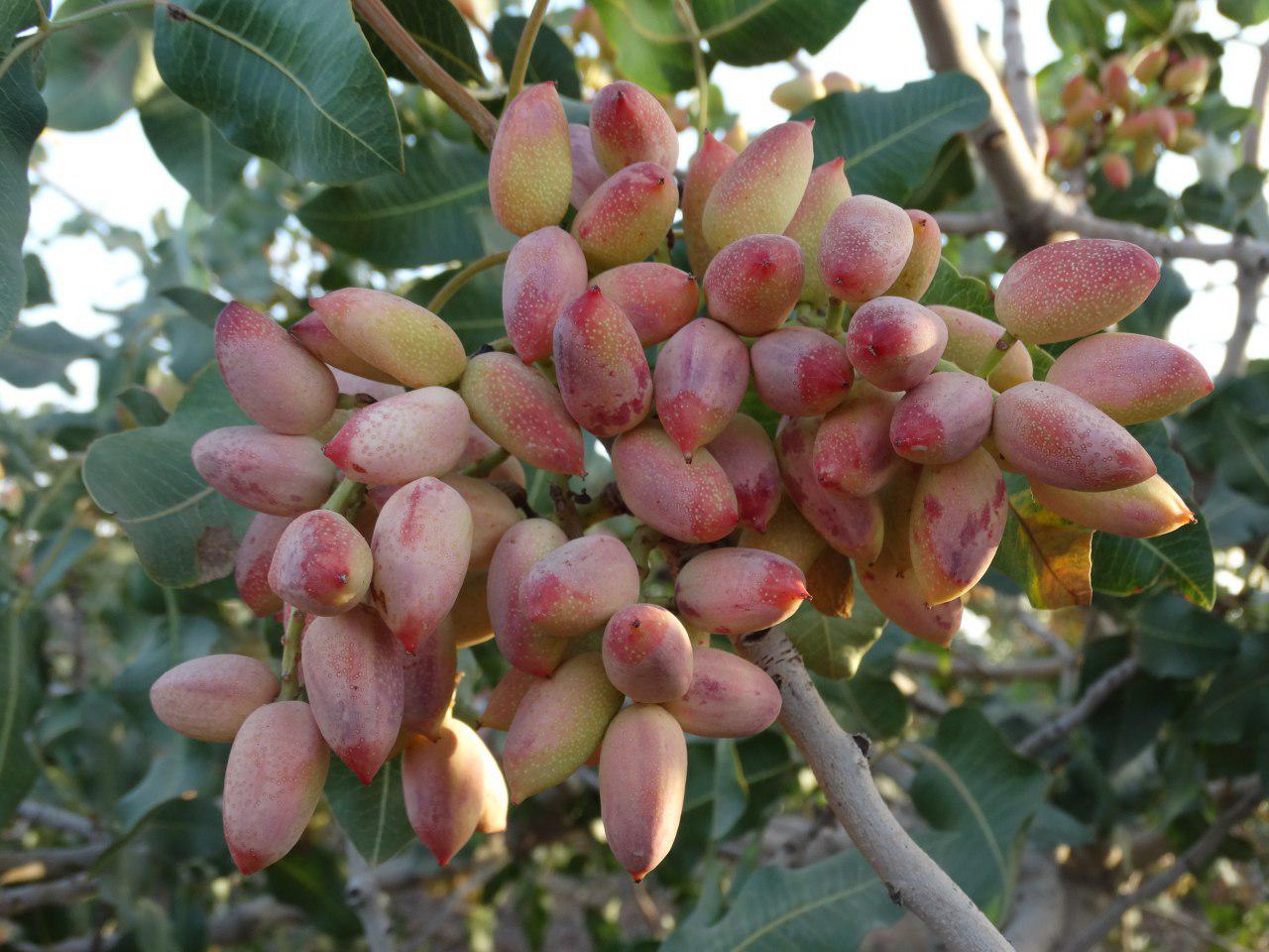 آغاز برداشت پسته در قطب پسته خراسان رضوی