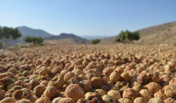 آغاز برداشت انجیر از باغات شهرستان نی ریز