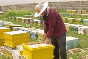 خسارت 170 میلیاردی گرد و غبار و خشکسالی به زنبورداران