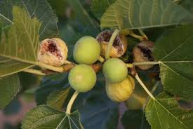 آغاز برداشت انجیردر بافت