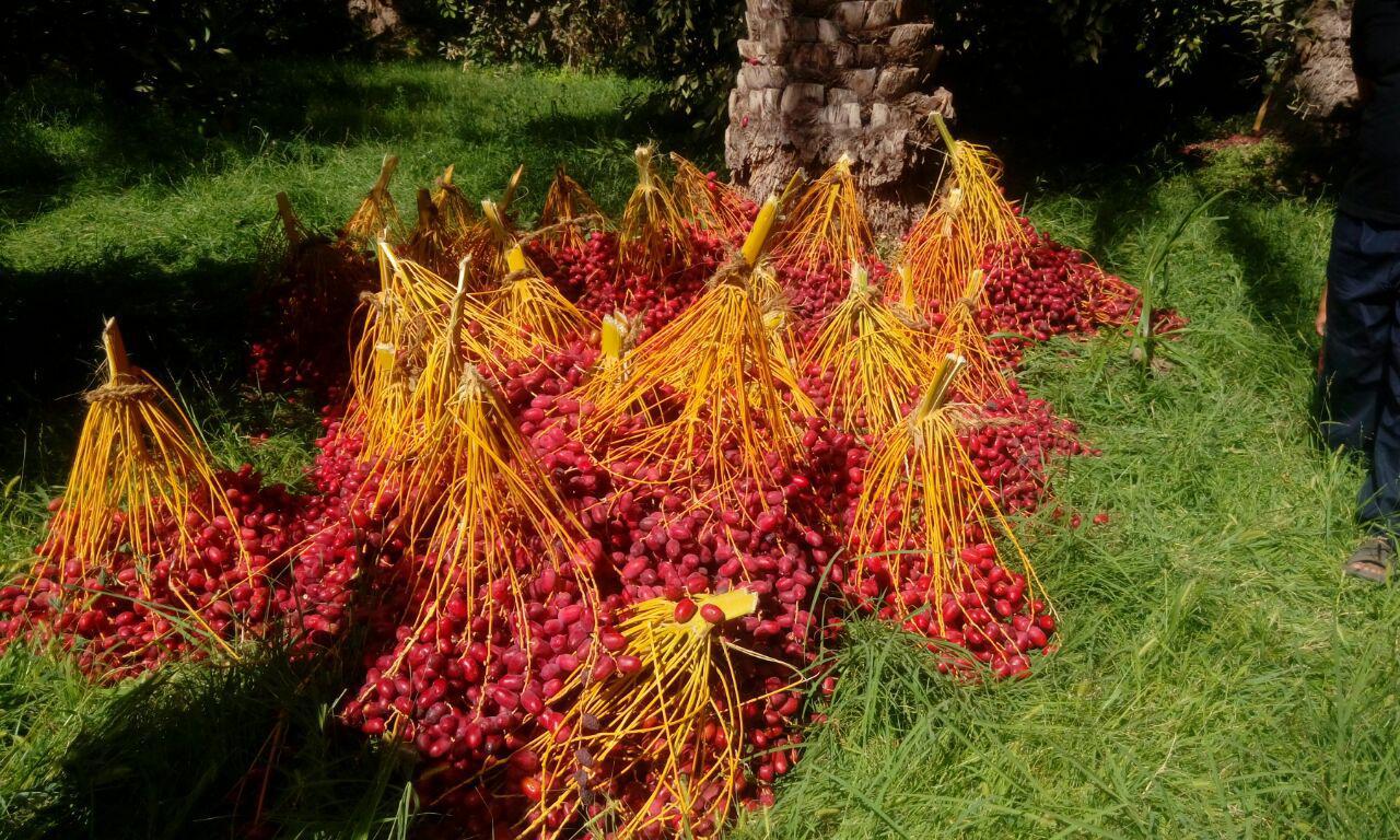 بریدن خوشه های خرما توسط افراد ناشناس در بم