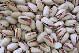 برداشت دوهزارتن پسته از باغات پسته شهرستان بم