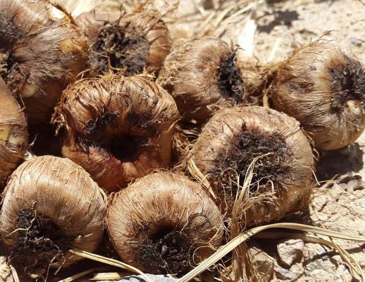 کشف  9 تن پیاز زعفران قاچاق در مه ولات