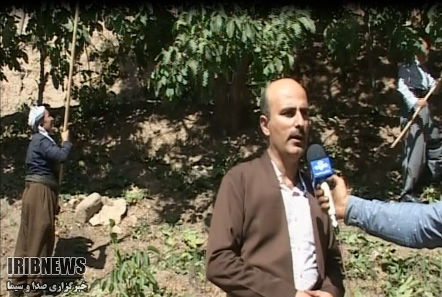 آغاز برداشت گردو در شهرستان بانه آغاز برداشت گردو در شهرستان بانه